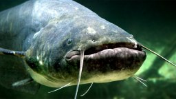 Monster Catfish Over 9 Feet In Length Caught In Italy’s Longest River