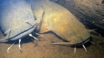 Texas Men Catch 98 Pound Flathead Catfish With Their Bare Hands Noodling On Lake Tawakoni