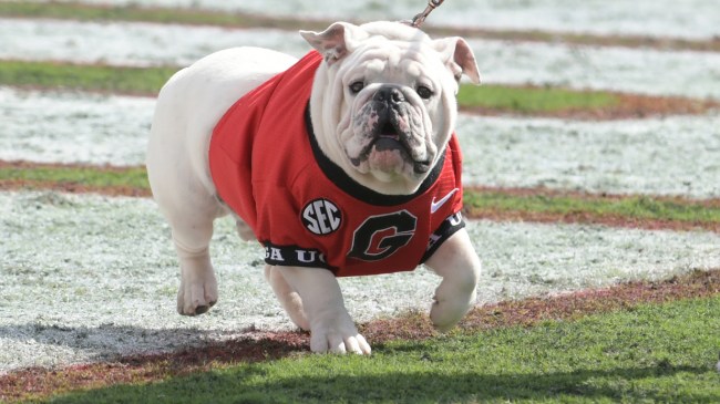 The UGA Bulldog runs onto the field at the spring game.