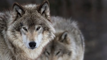 Footage Of Wolves ‘Fishing’ In Minnesota Changes What We Know About Wolf Behavior