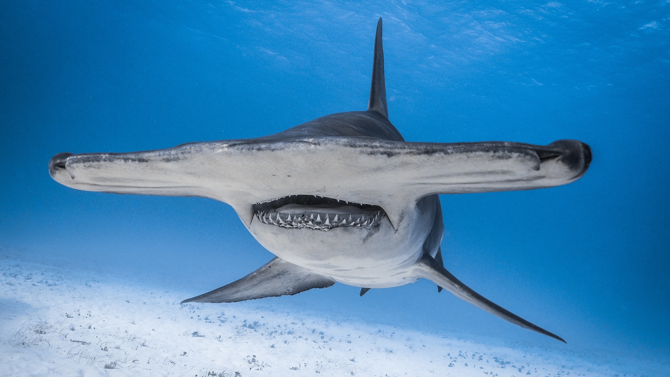 hammerhead shark up close