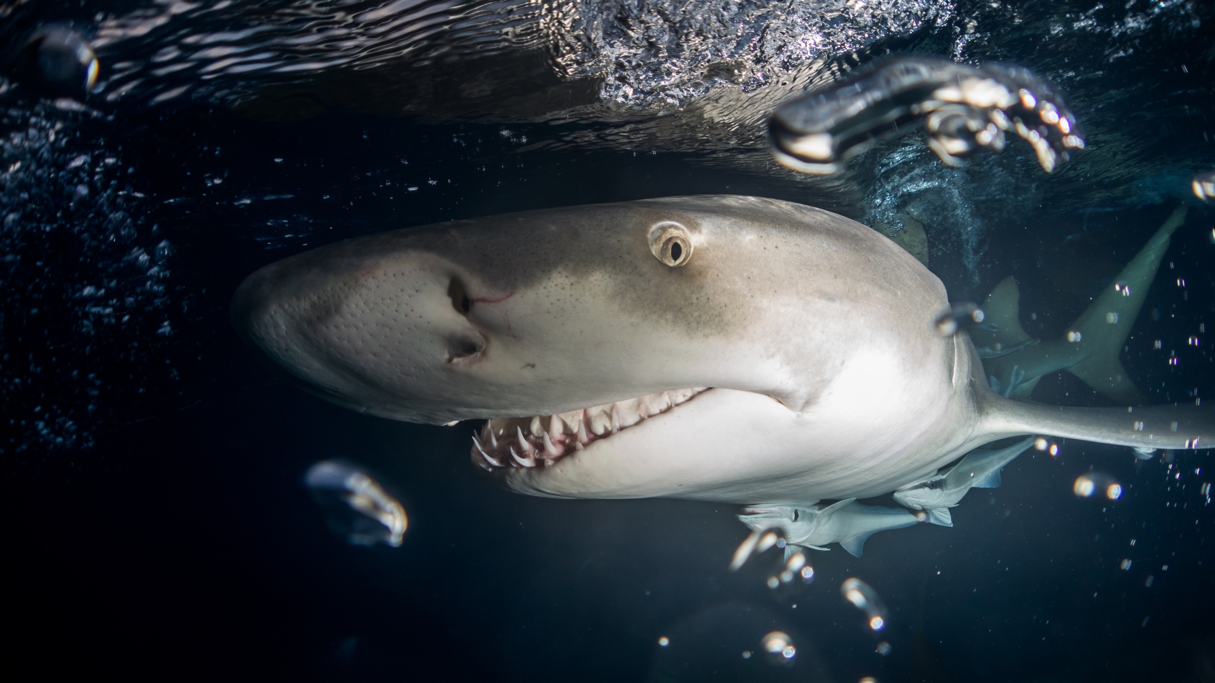 lemon shark attacks