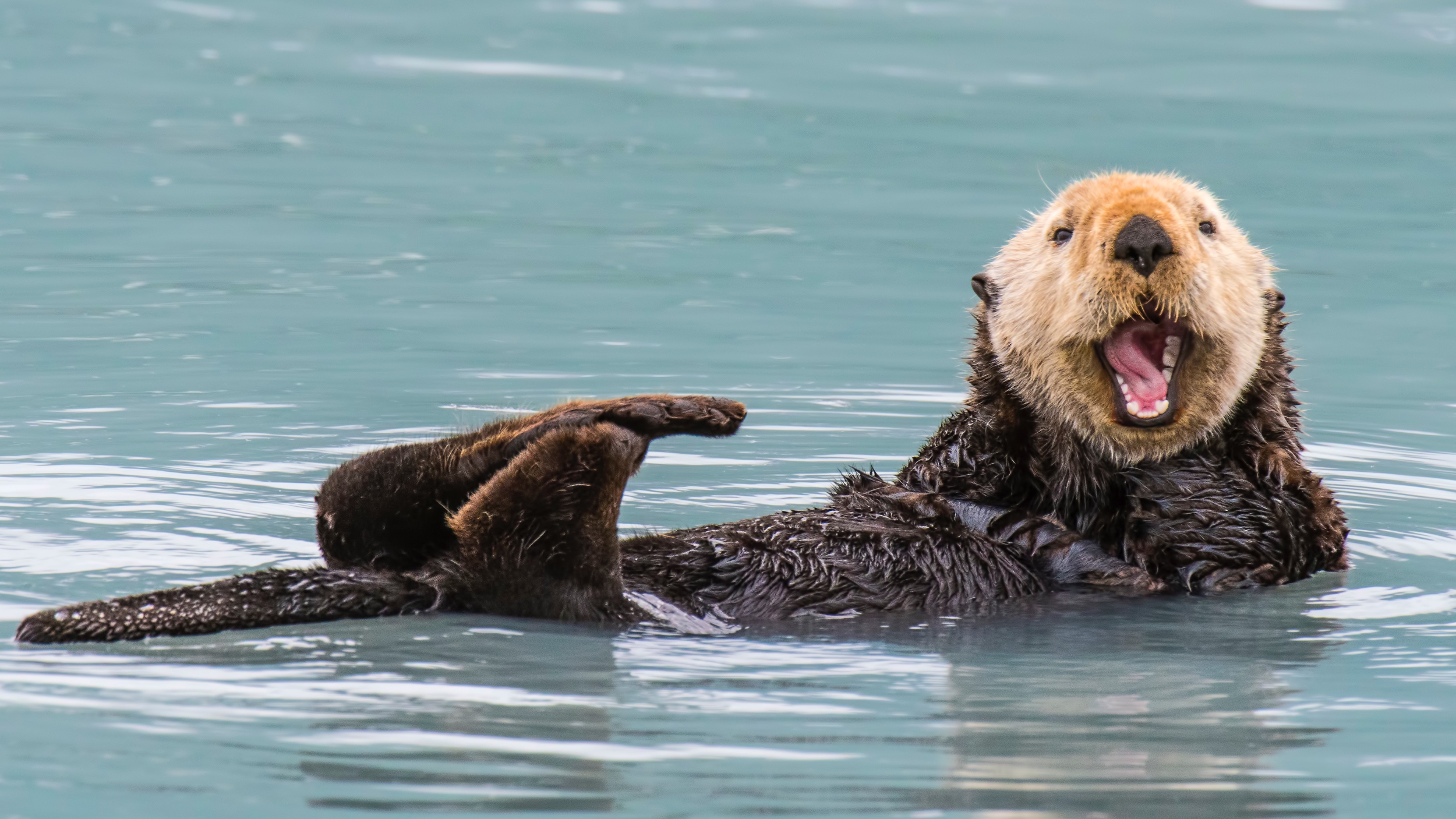 California sea otter in the water