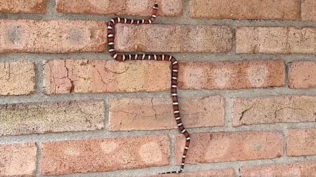 Snake climbing brick wall
