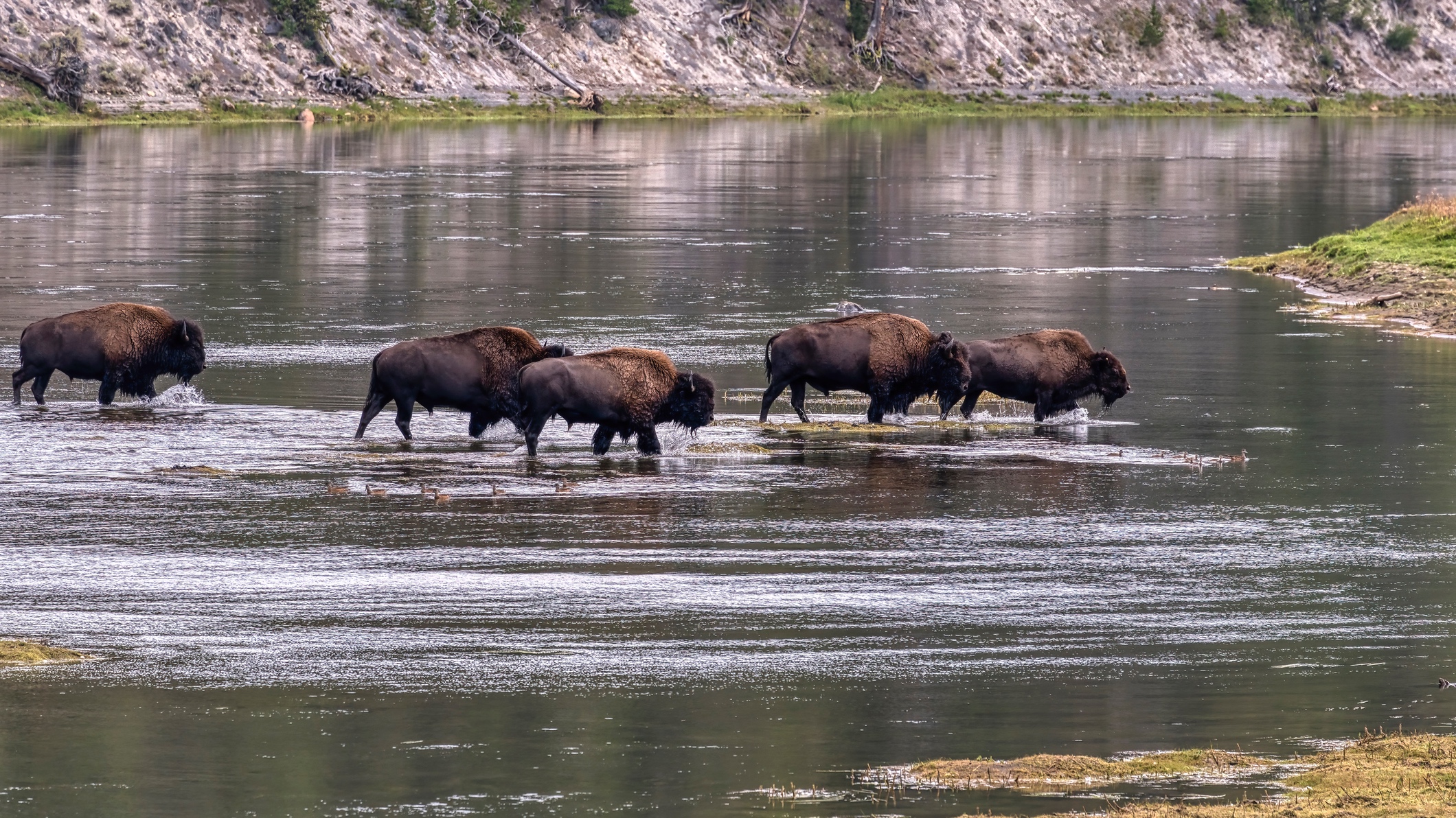 Yellowstone bison crossing river