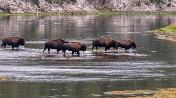 Herd Of Yellowstone Bison Outrun 3 Grizzly Bears And Push Calves Into Rushing River To Survive