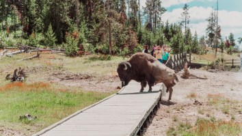 Woman Filmed Taking Selfie With Huge Yellowstone Bison Put Herself And The Animal In Grave Danger