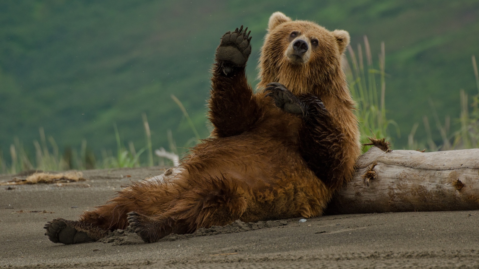 Alaskan brown bear appears to be waving on the beach