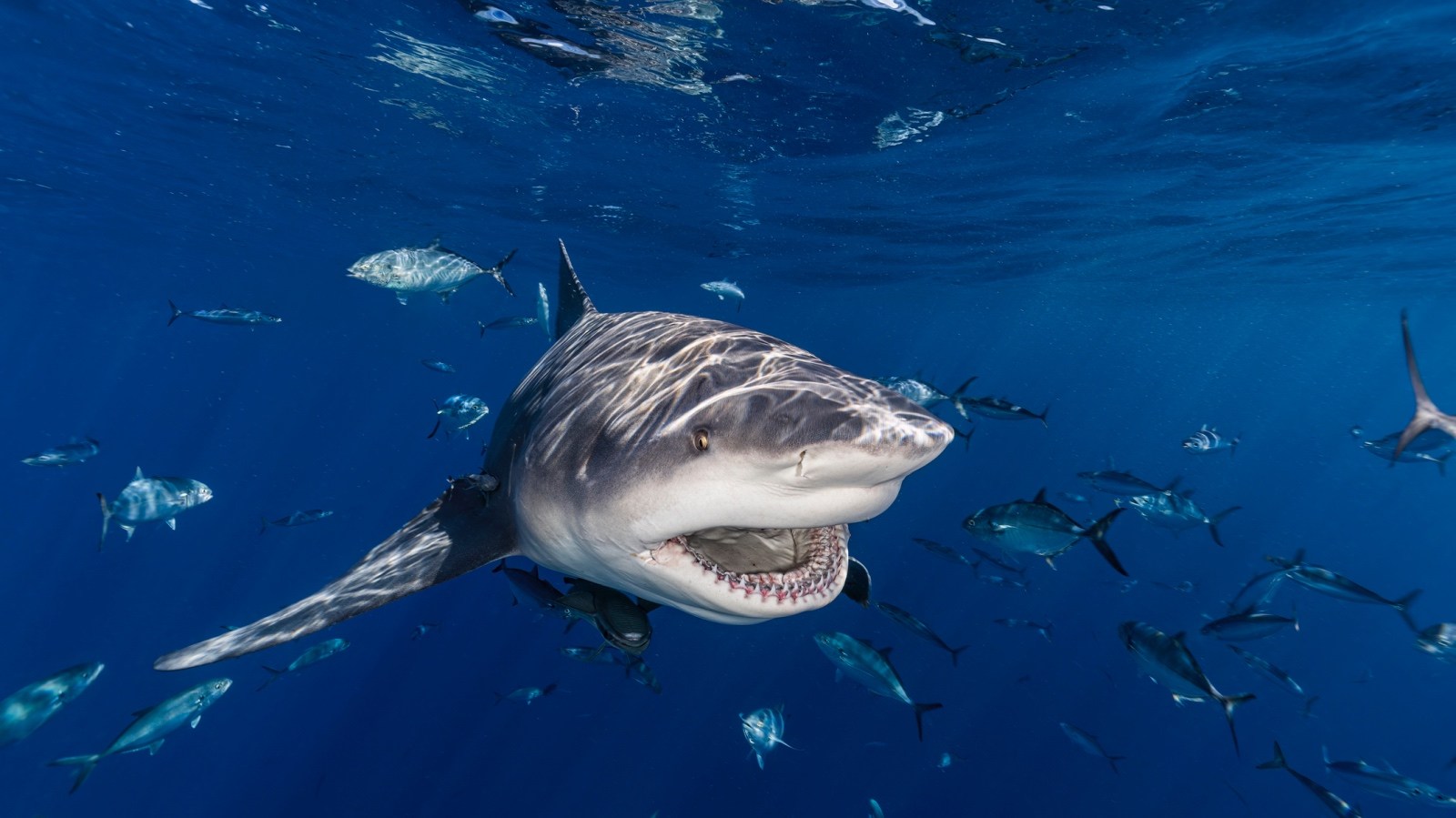 Drone Captures Footage Of A Bull Shark 'Attacking' A Boat