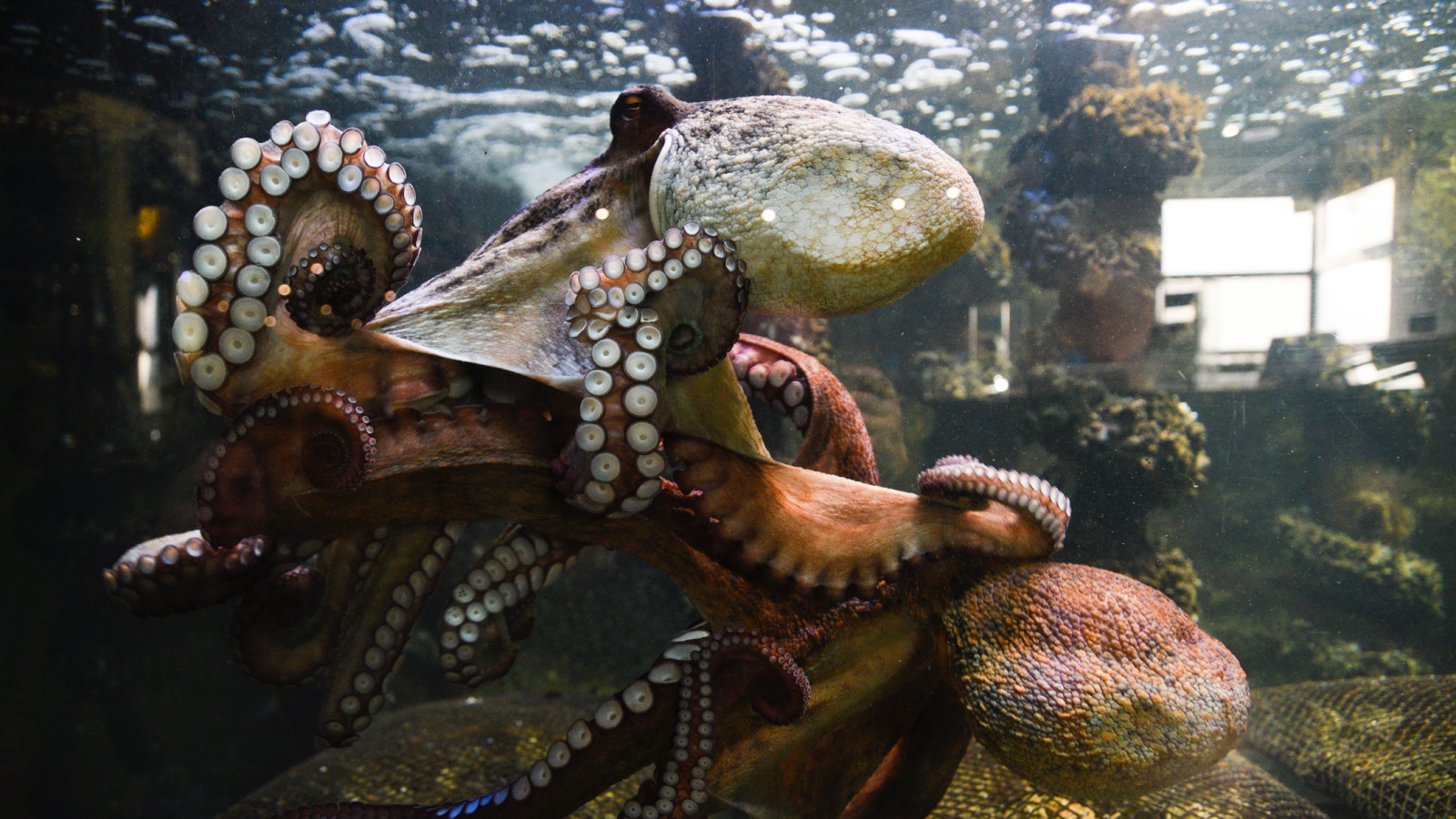 close up view of two octopuses wrapped around each other