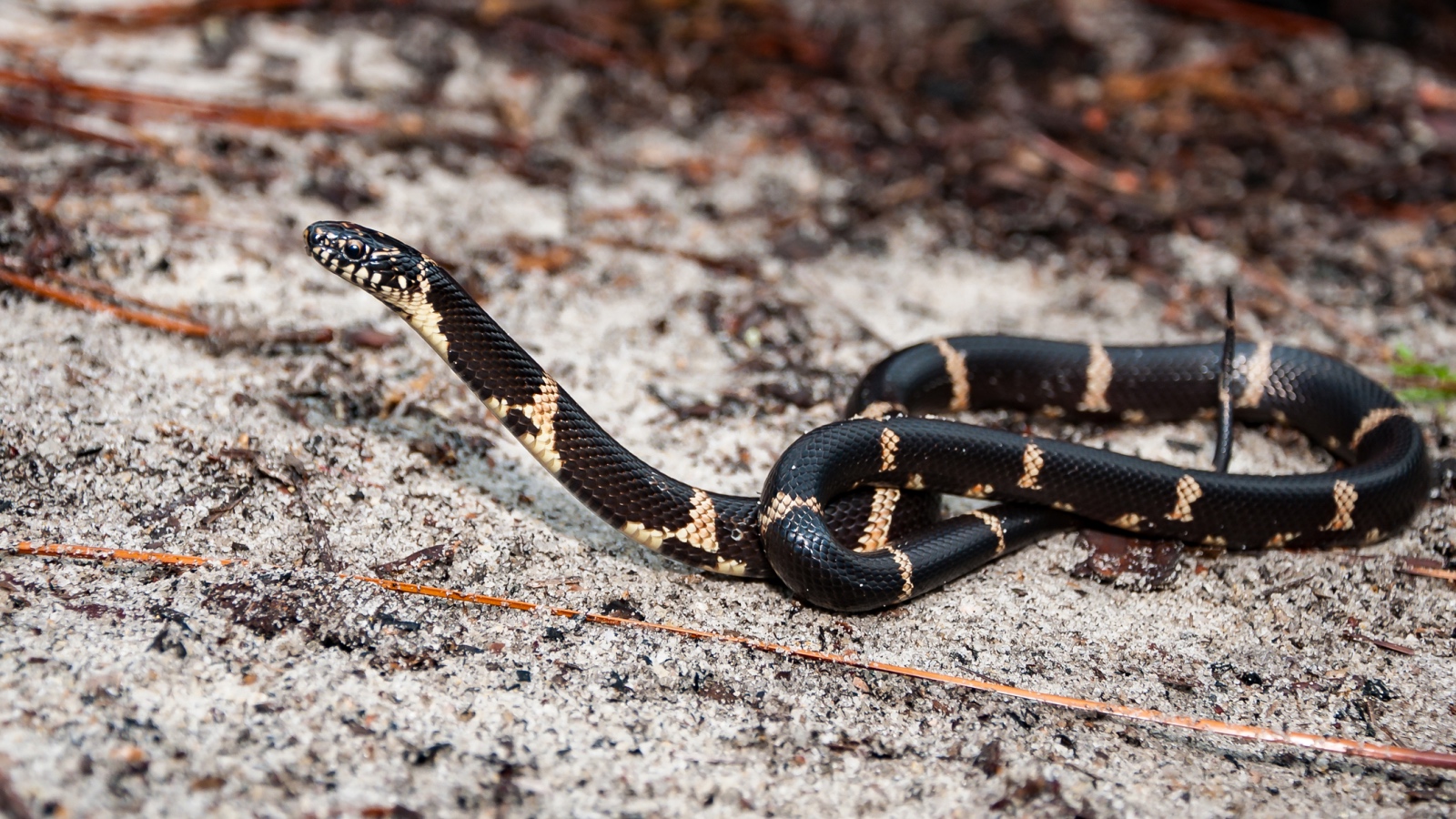 Eastern King Snake on the ground