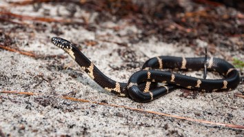 King Snake Swallows Black Snake Whole After Deadly Battle In Wild Encounter Filmed On TikTok