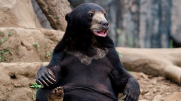 Chinese Zoo Denies Bear Is Really A Guy In A Costume After Viral Video Arouses Suspicion