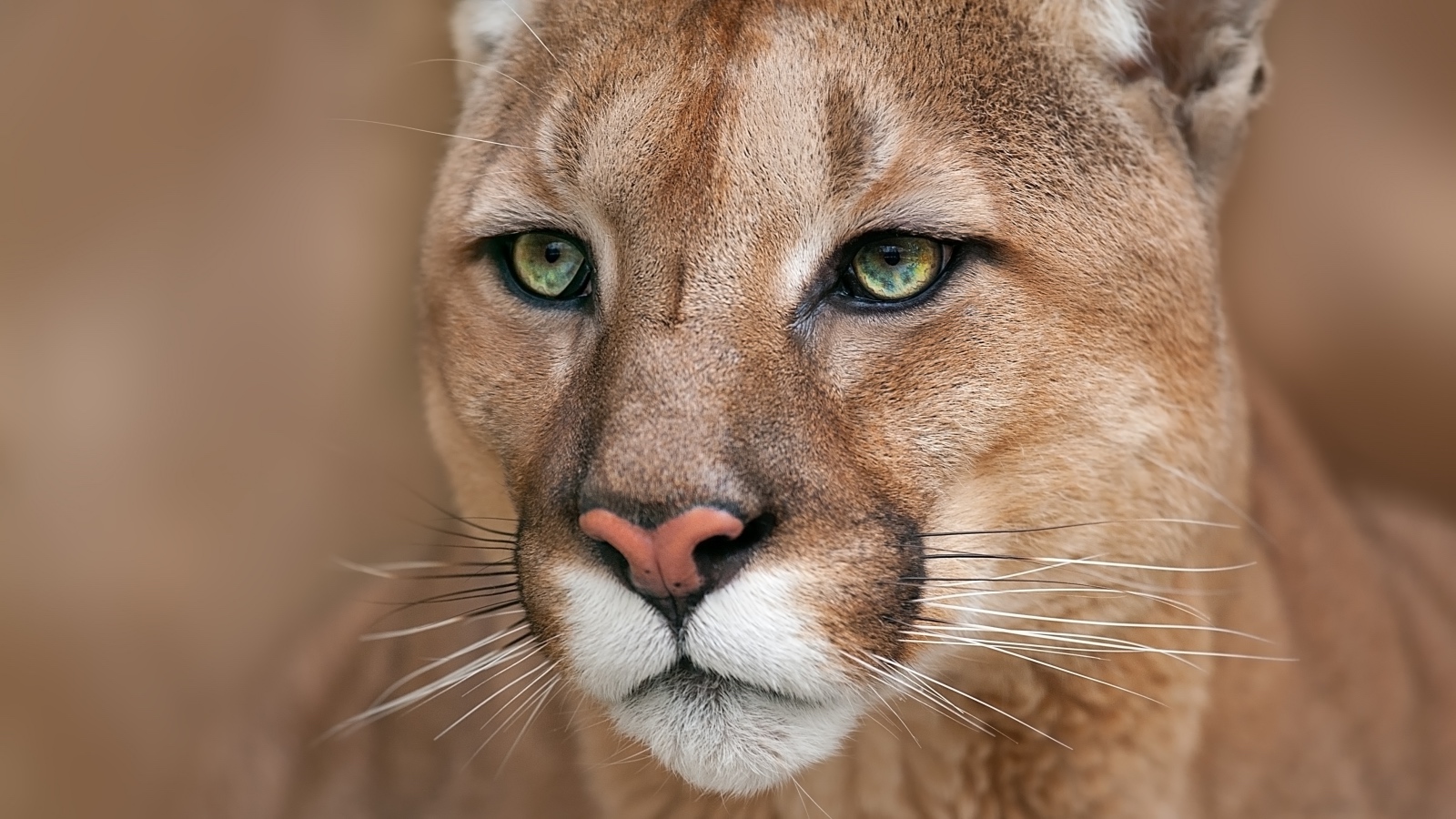 close up view of a mountain lion's face