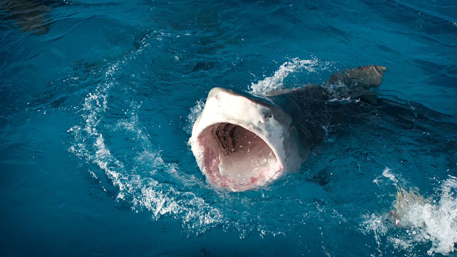 Tiger Shark with its mouth open on the surface