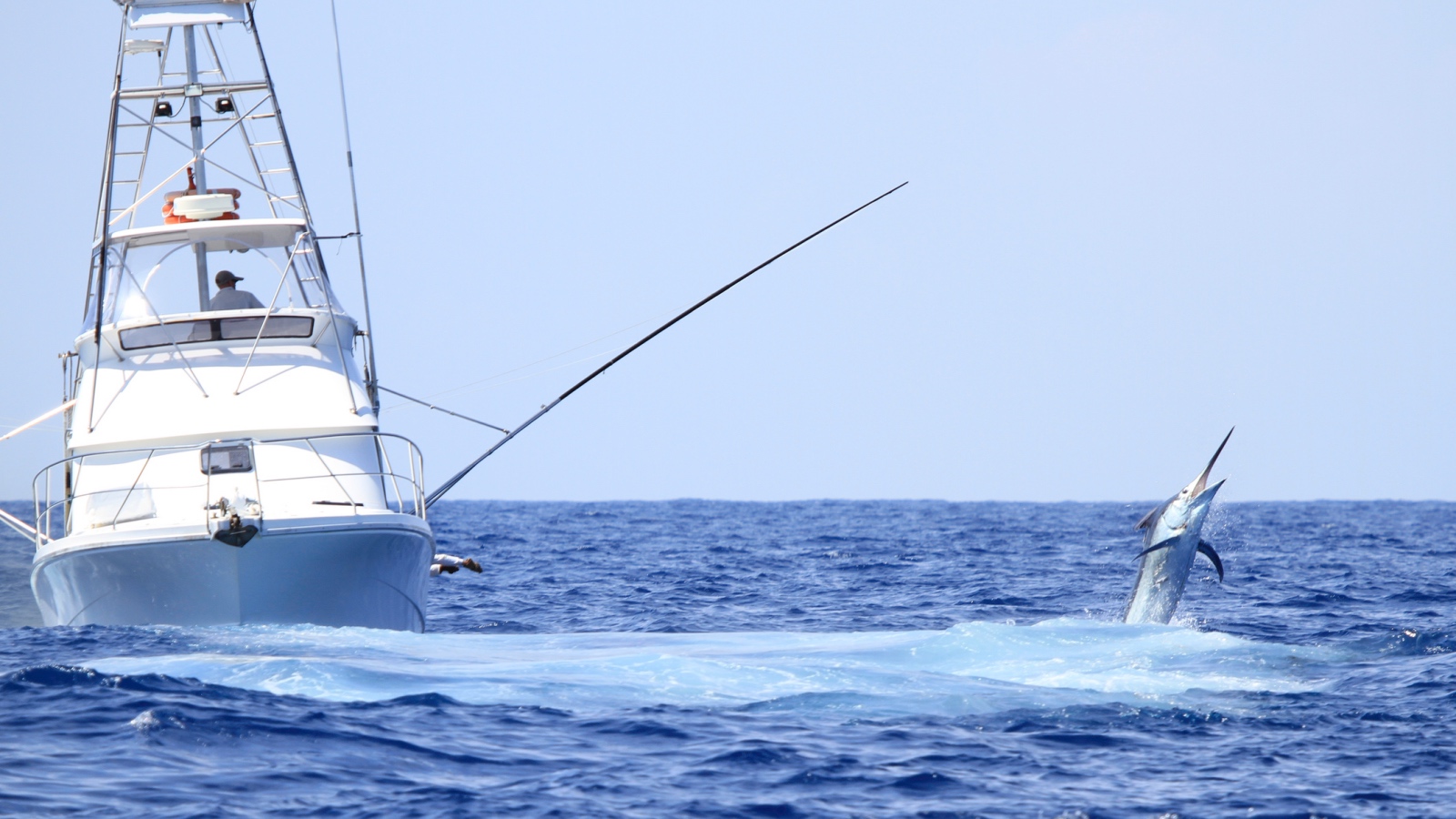 angler battling blue marlin