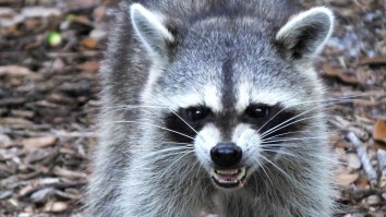 Drunk Raccoons Are Terrorizing People In Germany
