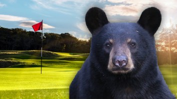 Bear Steals Golfer’s Bag Before Dragging It Into A Ravine In Wild Video