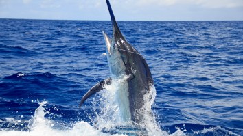 Alabama Crew Catches 1,145-Pound Blue Marlin, The Largest Ever Caught In The Gulf Of Mexico