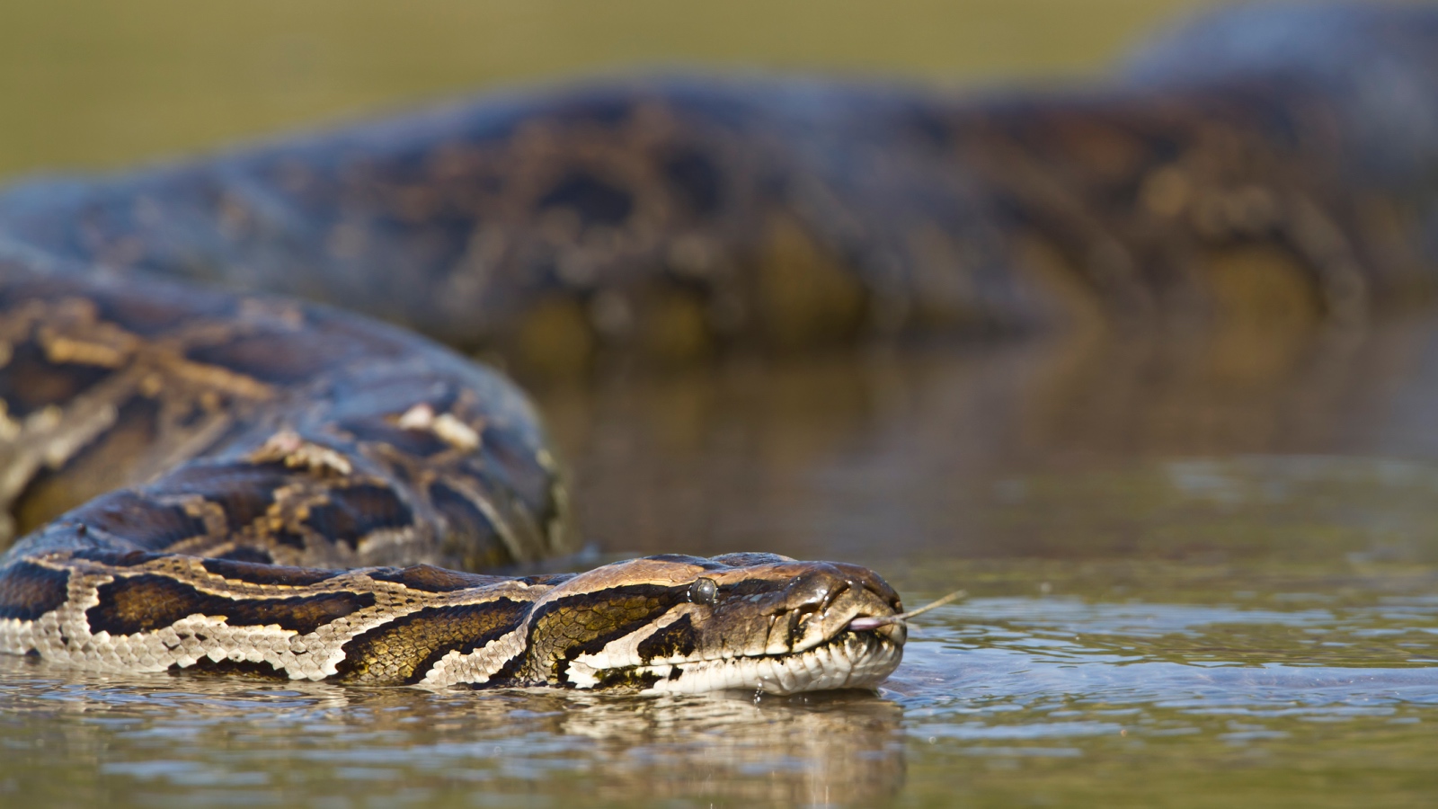 Burmese python swimming in the water