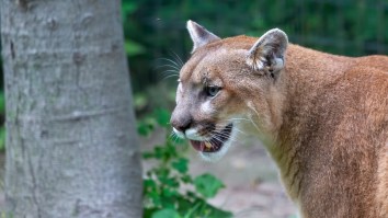 Dog Playfully Chases Mountain Lion Around Backyard In Wild Security Camera Footage