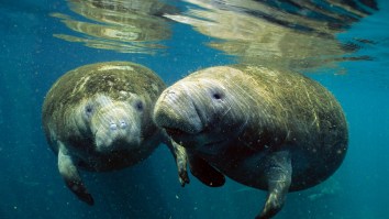 Florida Police Say ‘Don’t Call Us’ If You See Manatees Piled Up Like This On The Beach And Doing Their Thing