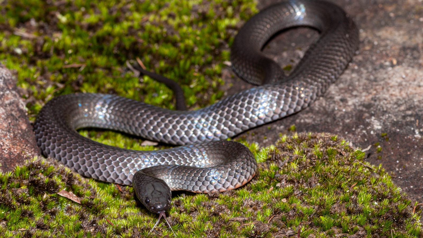 venomous Eastern small-eyed snake in Australia