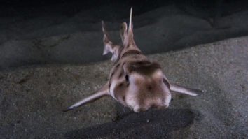 Strange New Species Of Shark With Human-Like Teeth Discovered