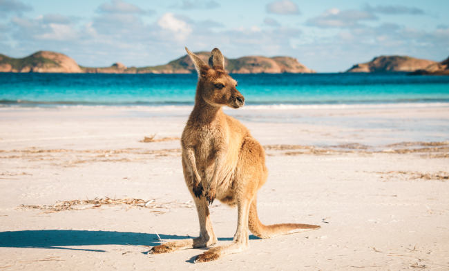 kangaroo on australian beach