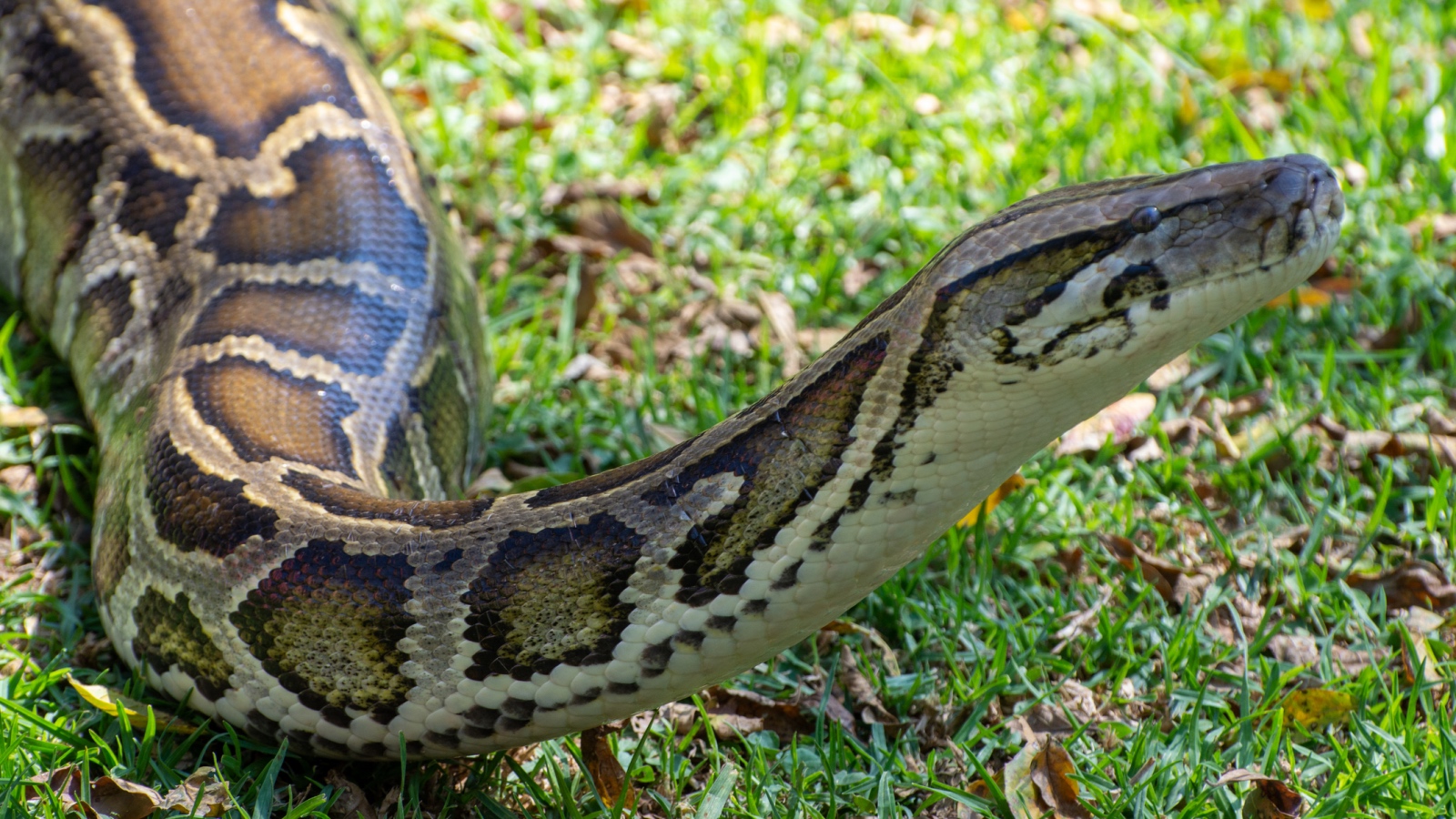 large Burmese python slithering on grass