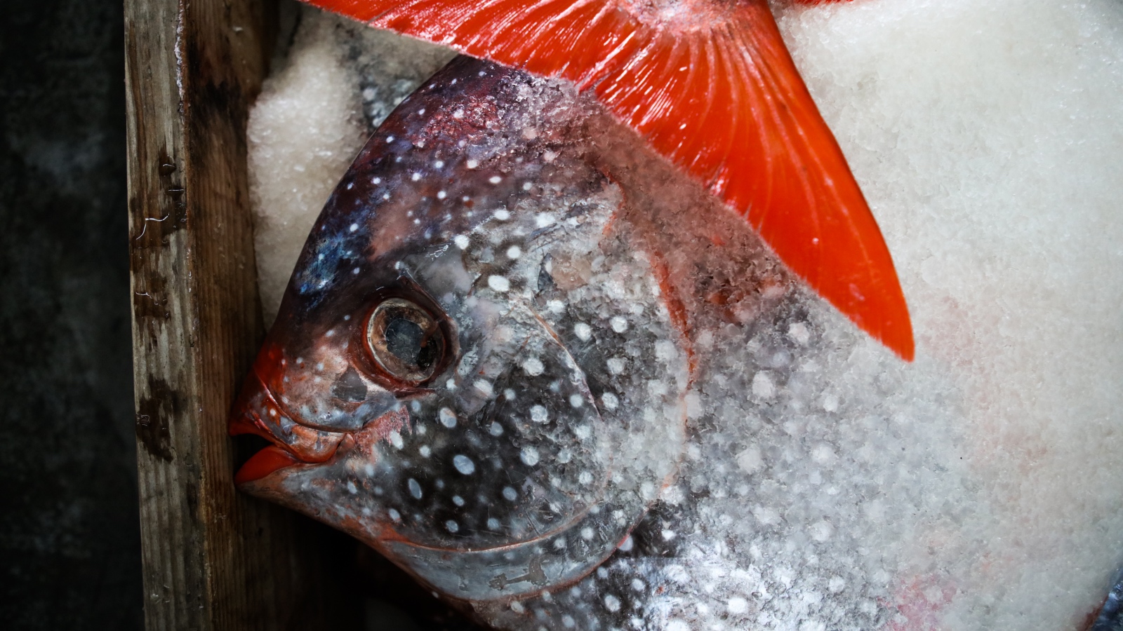 Opah moonfish close up pending world record