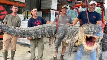 Alligator Hunters Set Record After Catching 14-Foot, 800-Pound Behemoth In Mississippi