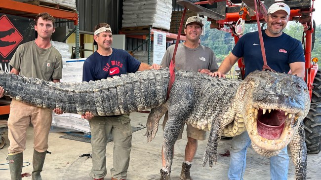 record breaking alligator caught in Mississippi