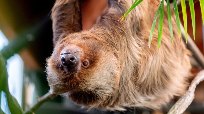 A sloth hanging upside down. Slotherhouse