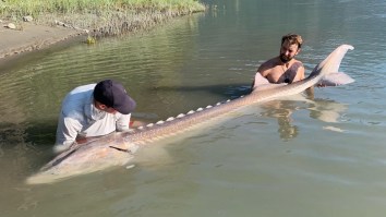 Stanley Cup Winner Nick Leddy Caught A Sturgeon As Long As A Polar Bear While Fishing In Canada