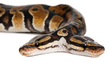 Rare Two-Headed Snake At Texas Zoo Has Two Brains That Don’t Always Get Along