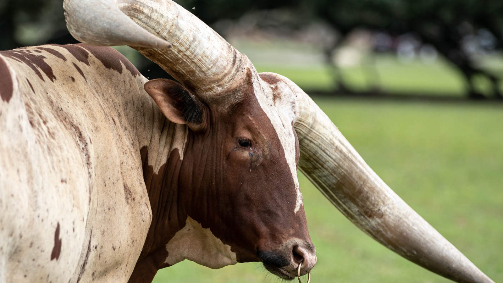 Watusi bull with large horns
