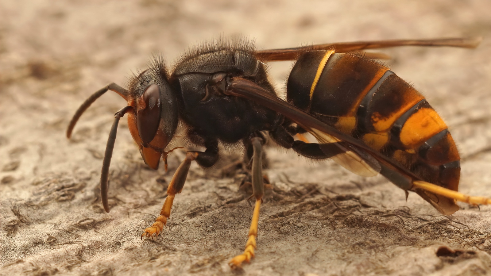 Yellow-Legged Hornet That Eats Honey Bees Found In US