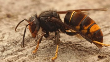 Murder Hornet’s Cousin That Feeds On Honey Bees Found In The US For First Time