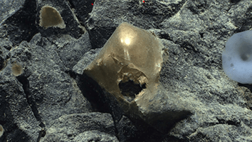 Mysterious Golden ‘Egg’ Found On Ocean Floor That Is ‘Biological In Origin’ Stumps Scientists