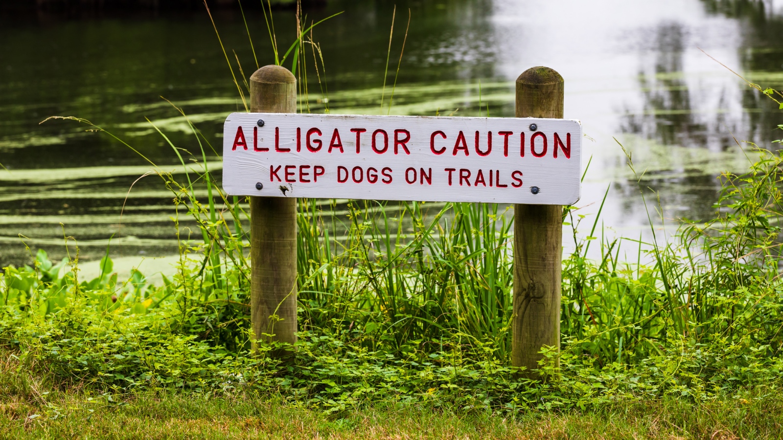 Alligator caution sign near pond in Florida