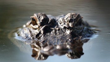 Enormous Alligator Crashes Girl Scouts Troop Camping Trip Sending Everyone Fleeing In Panic