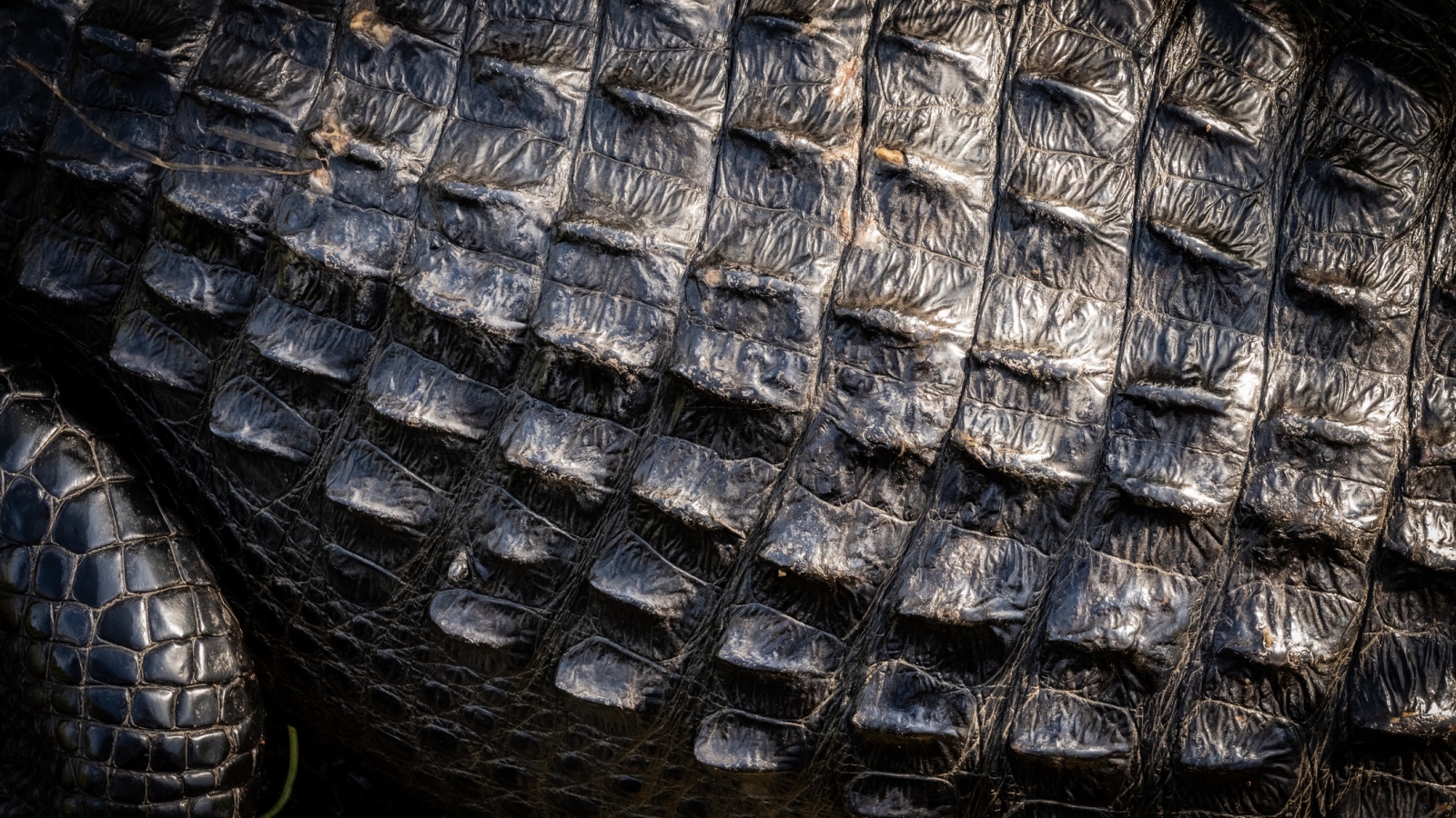 alligator scales close up