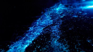 Dolphins Swimming Through Glowing Blue Bioluminescence At Night Looks Like An Alien Planet