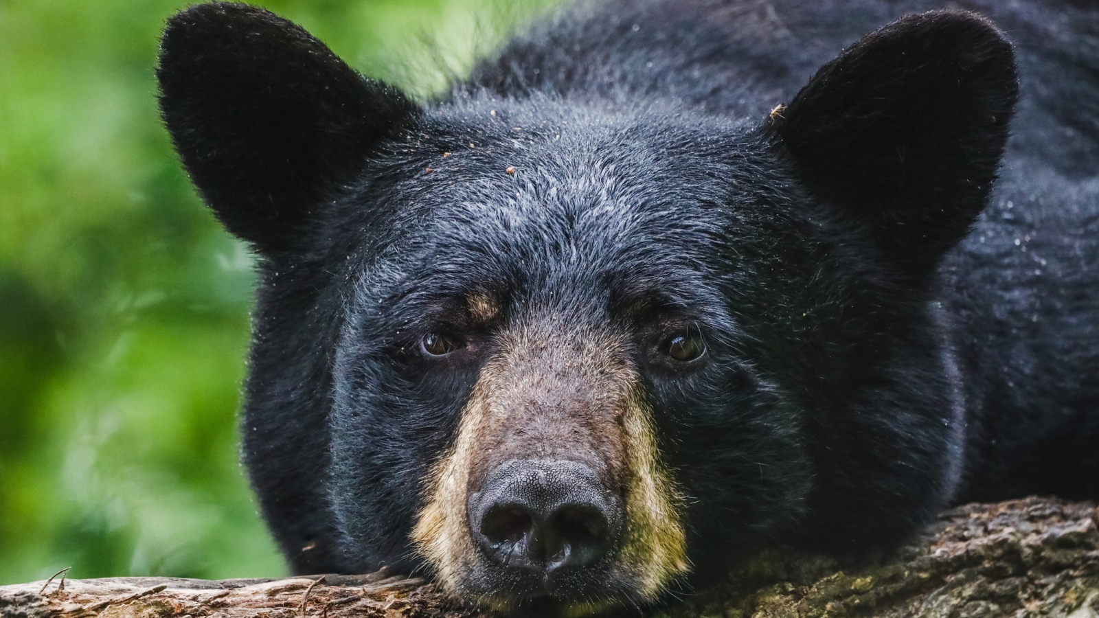 black bear with his head on a log
