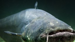 Massive Blue Catfish Breaks State Record By 4 Ounces: ‘They’re Both Behemoth Fish’