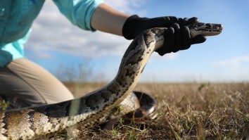 16ft Burmese Python Captured In Florida Is A Living Dinosaur