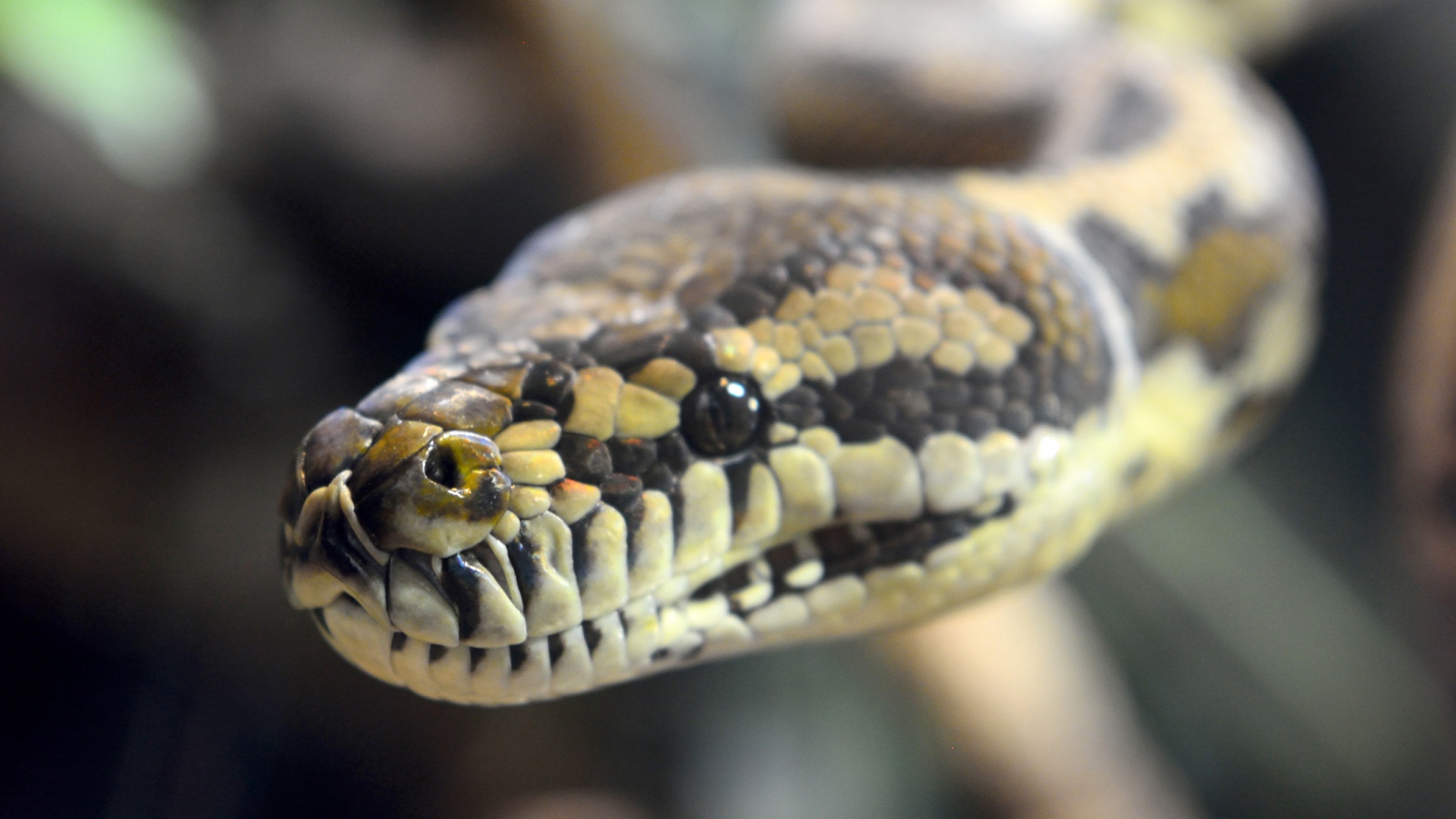 Carpet jungle python from Australia
