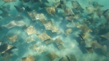 Drone Captures Thousands Of Cownose Rays Right Off A Beach In Florida