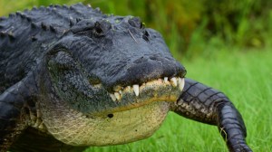 Florida alligator walking on grass